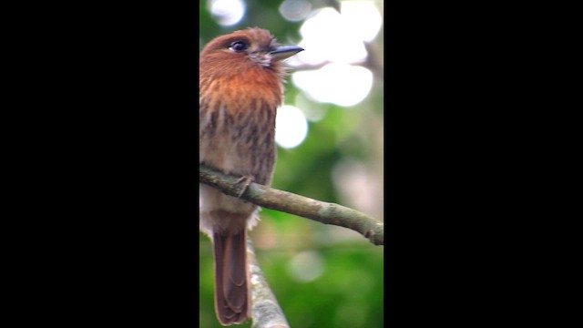 Bıyıklı Pufkuşu - ML646510426