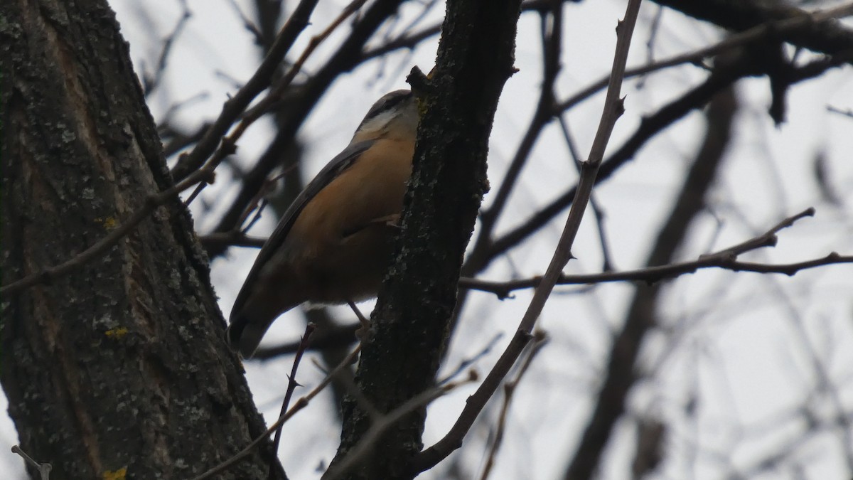 Повзик звичайний - ML646510427