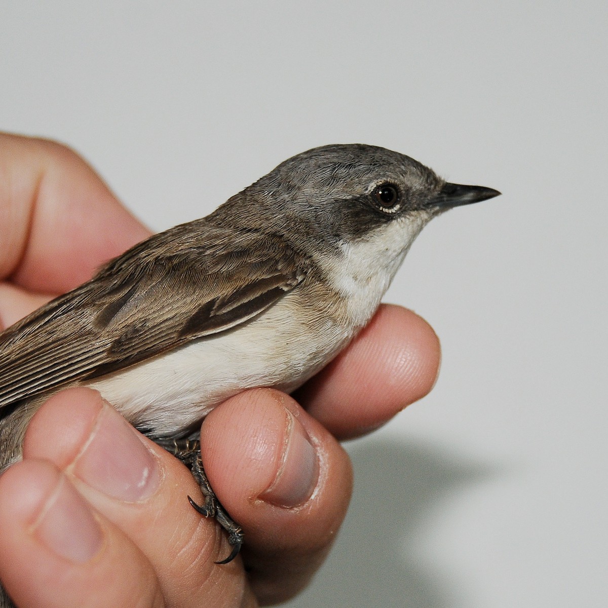 møller - ML646510428