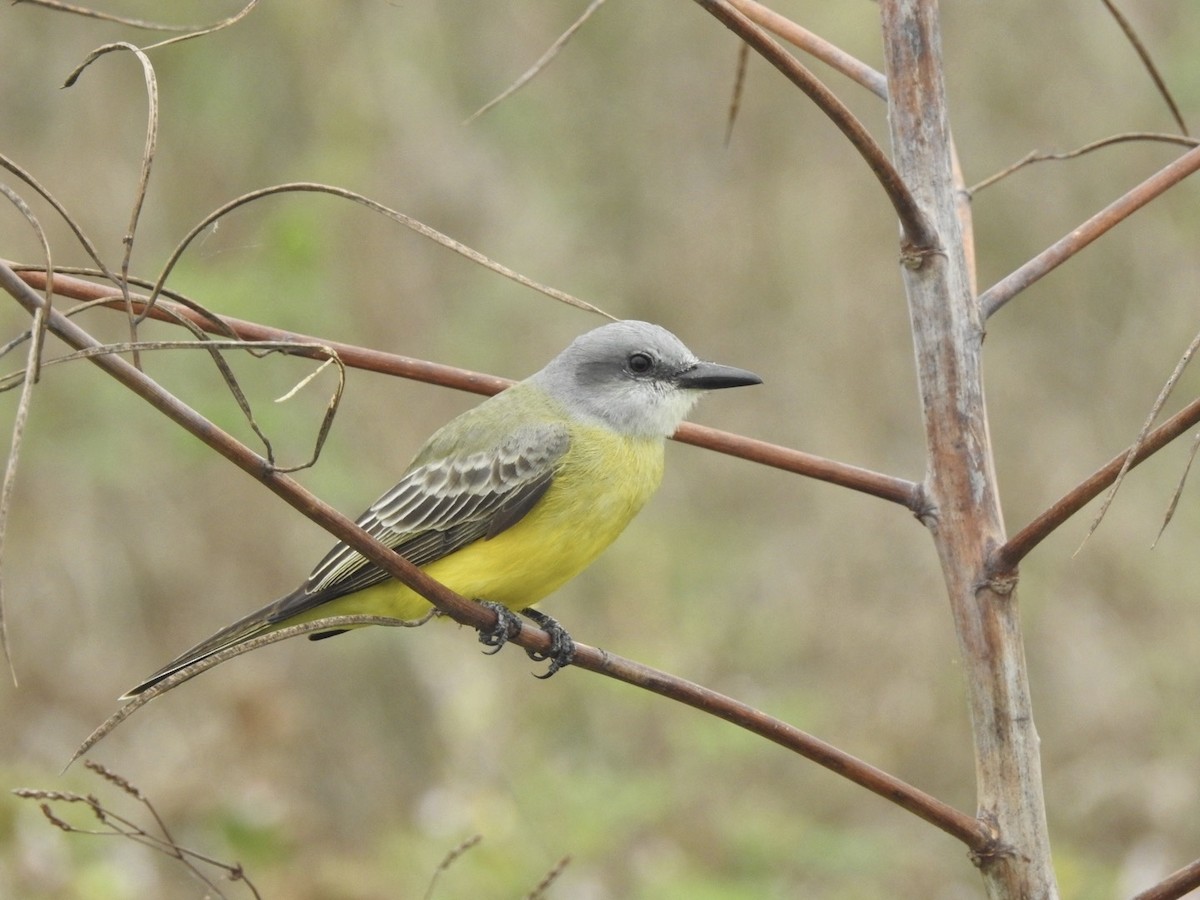 Tropical Kingbird - ML646510429