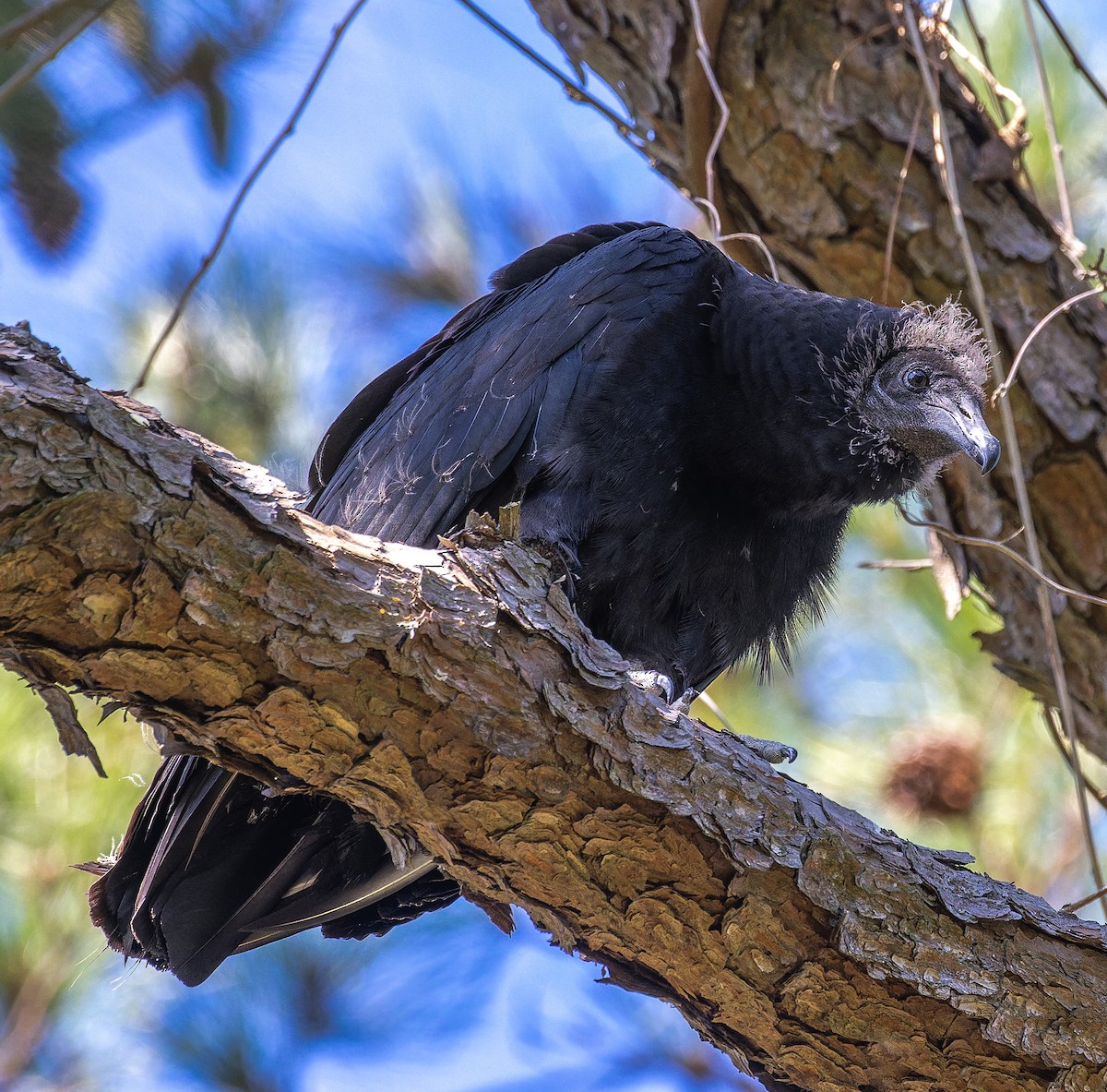 Black Vulture - ML646510430