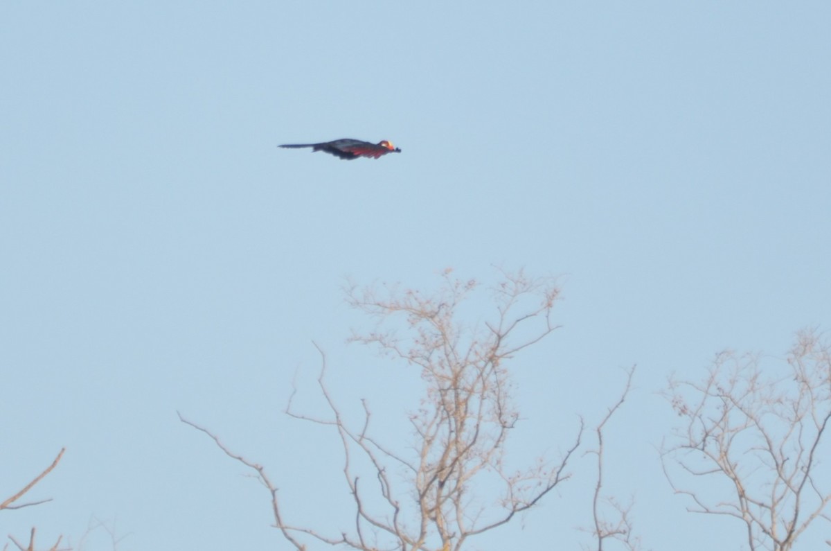 Violet Turaco - ML646510432