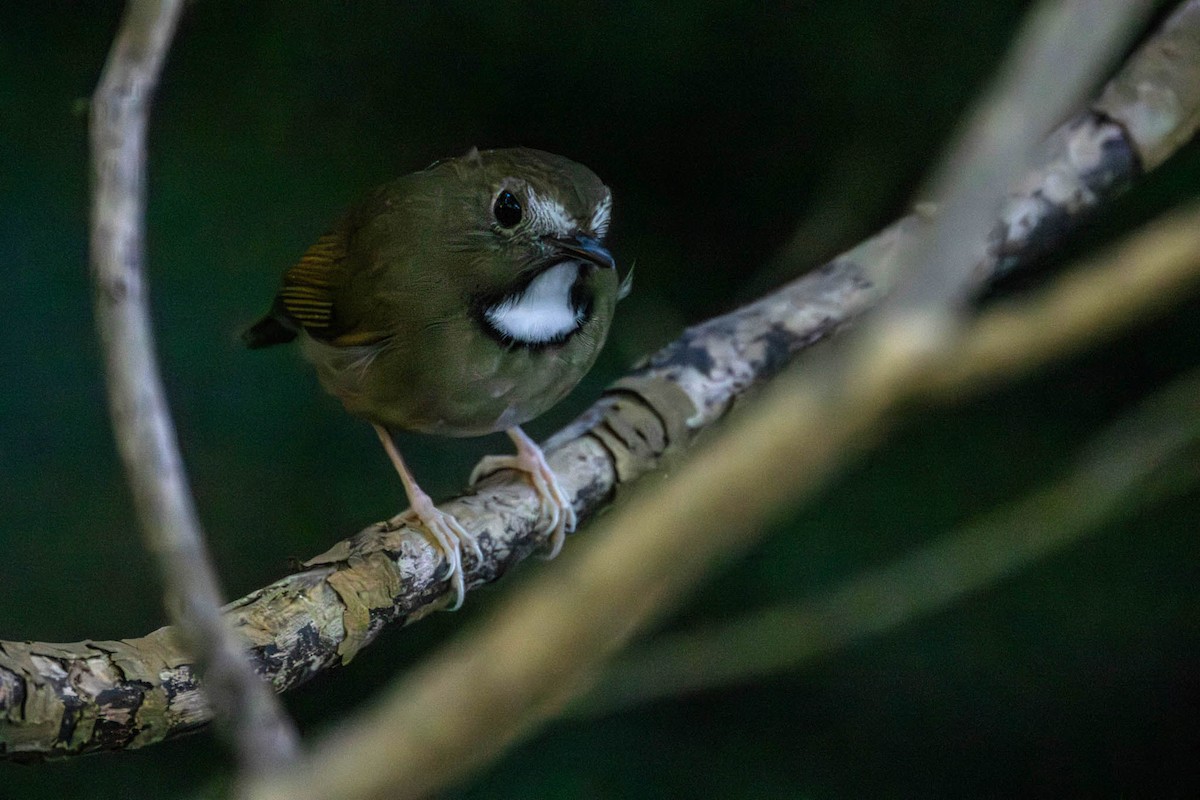 White-gorgeted Flycatcher - ML646510433