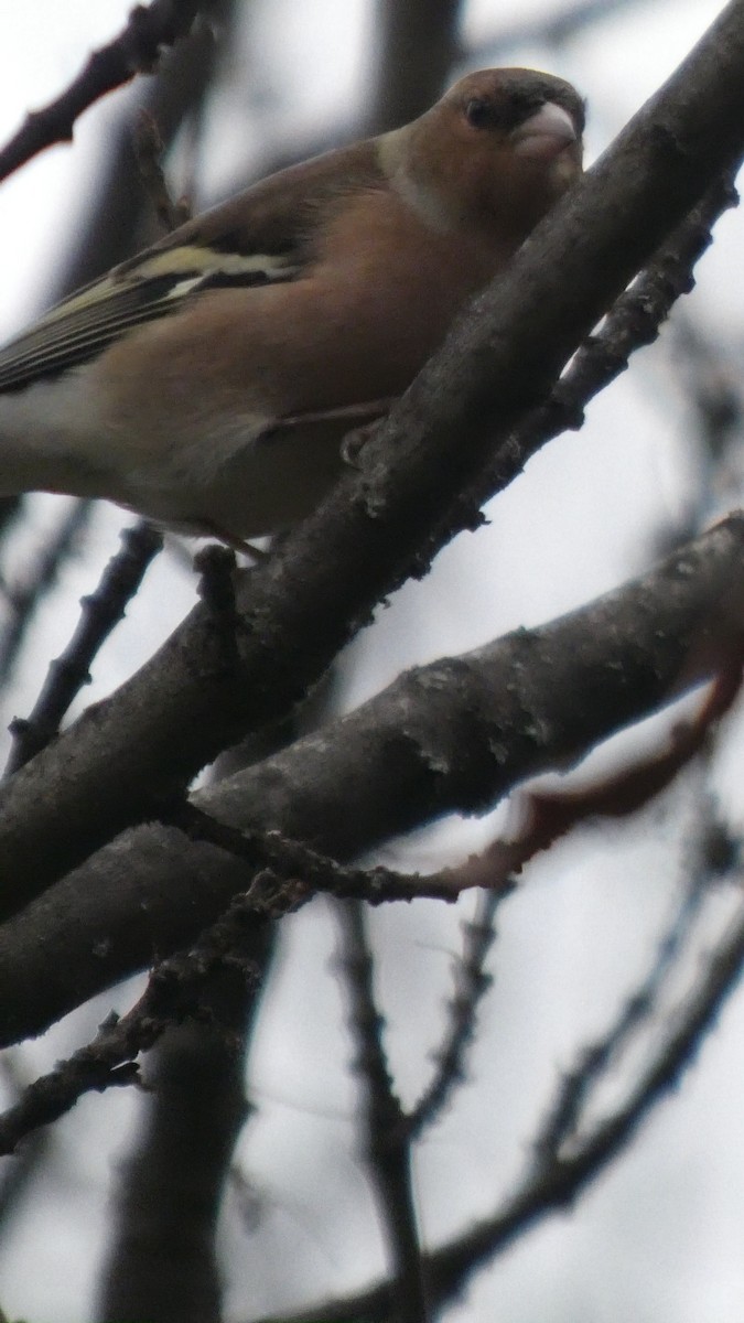 ズアオアトリ - ML646510436