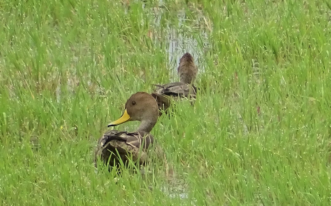 Желтоклювая шилохвость - ML646510440