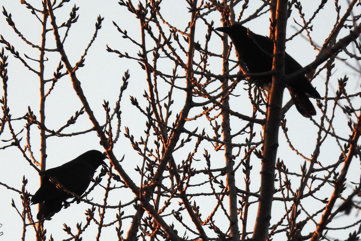 American Crow - ML646510444