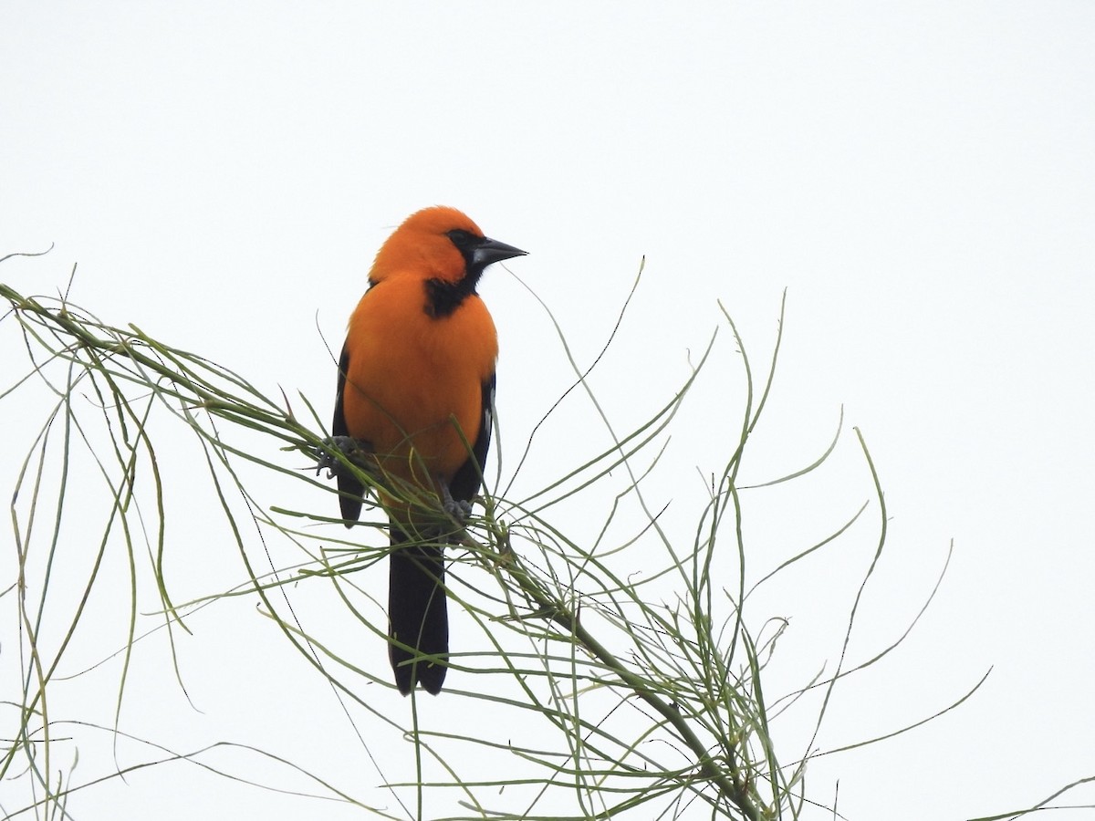 Altamira Oriole - ML646510449