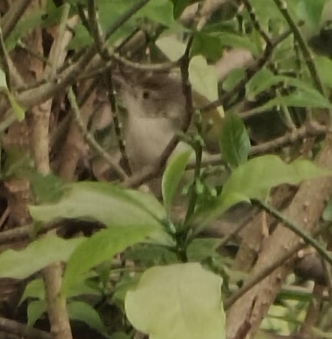 Couturière à longue queue - ML646510450