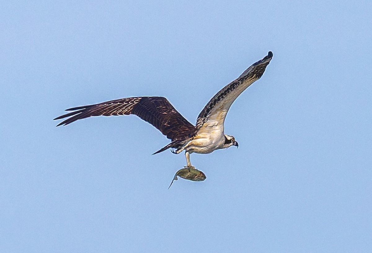 Osprey - ML646510451