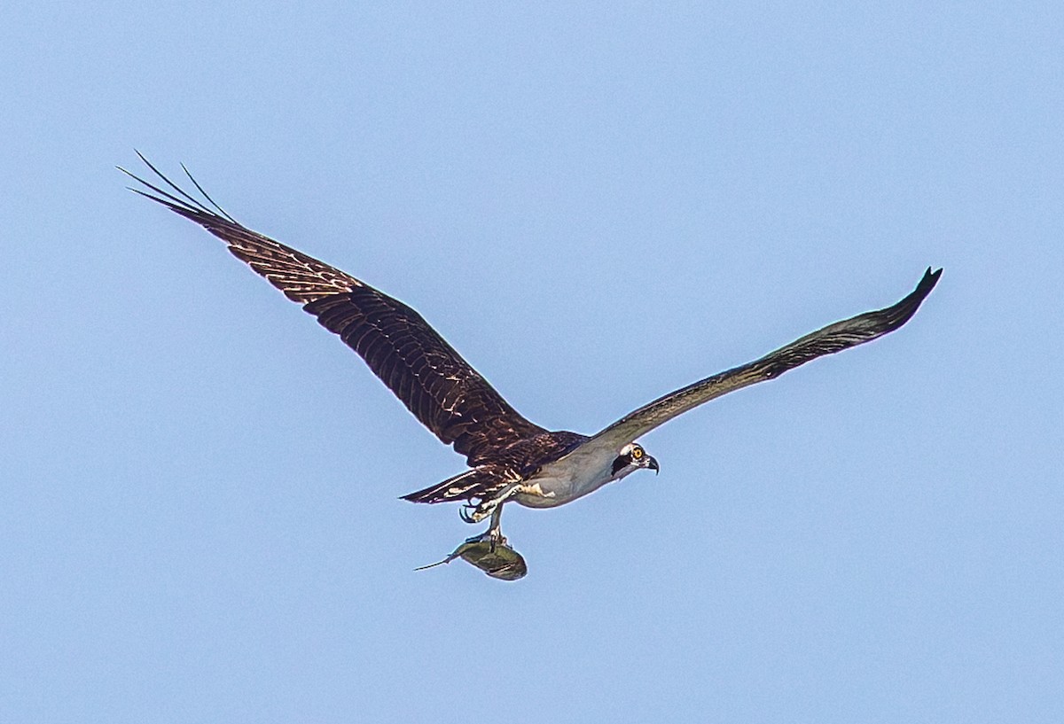 Osprey - ML646510452