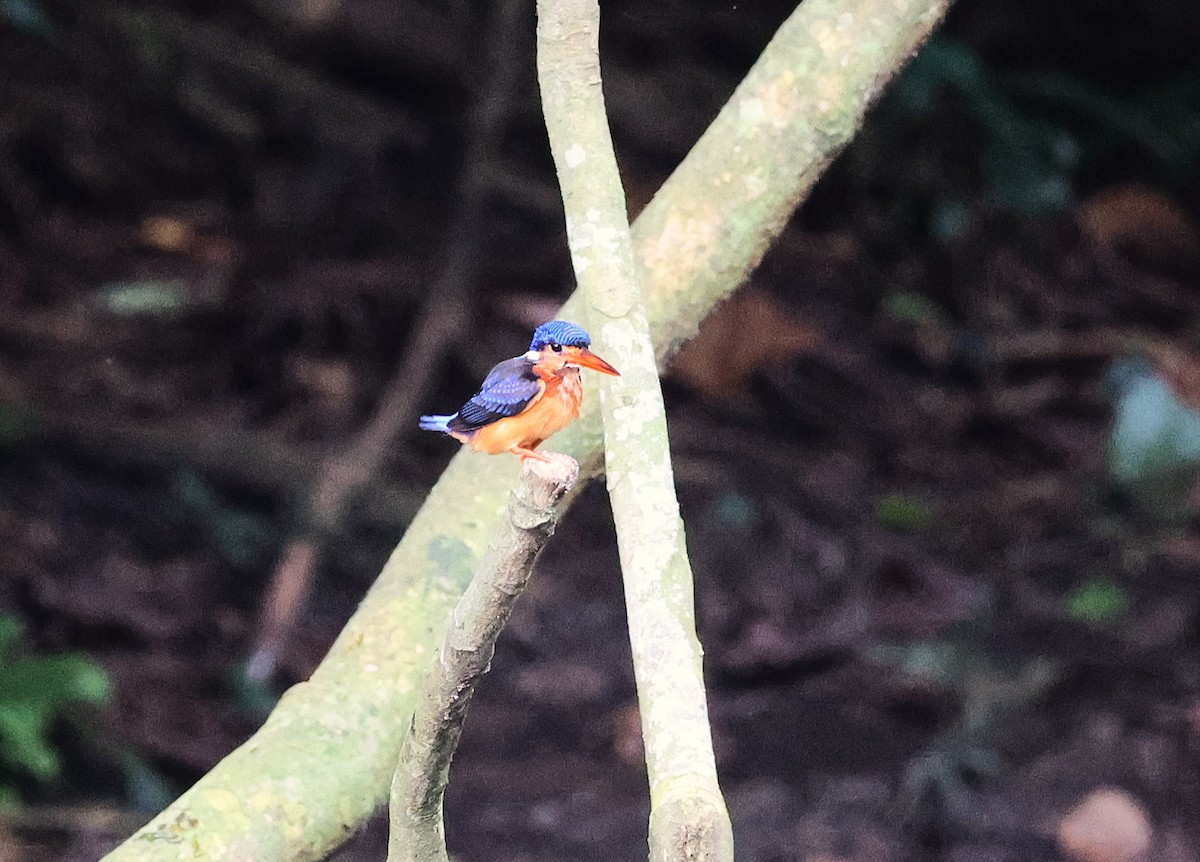 Blue-eared Kingfisher - ML646510454