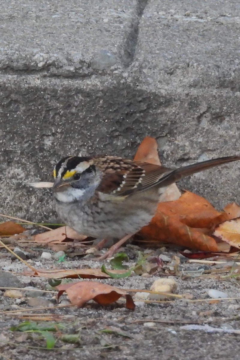White-throated Sparrow - ML646510455