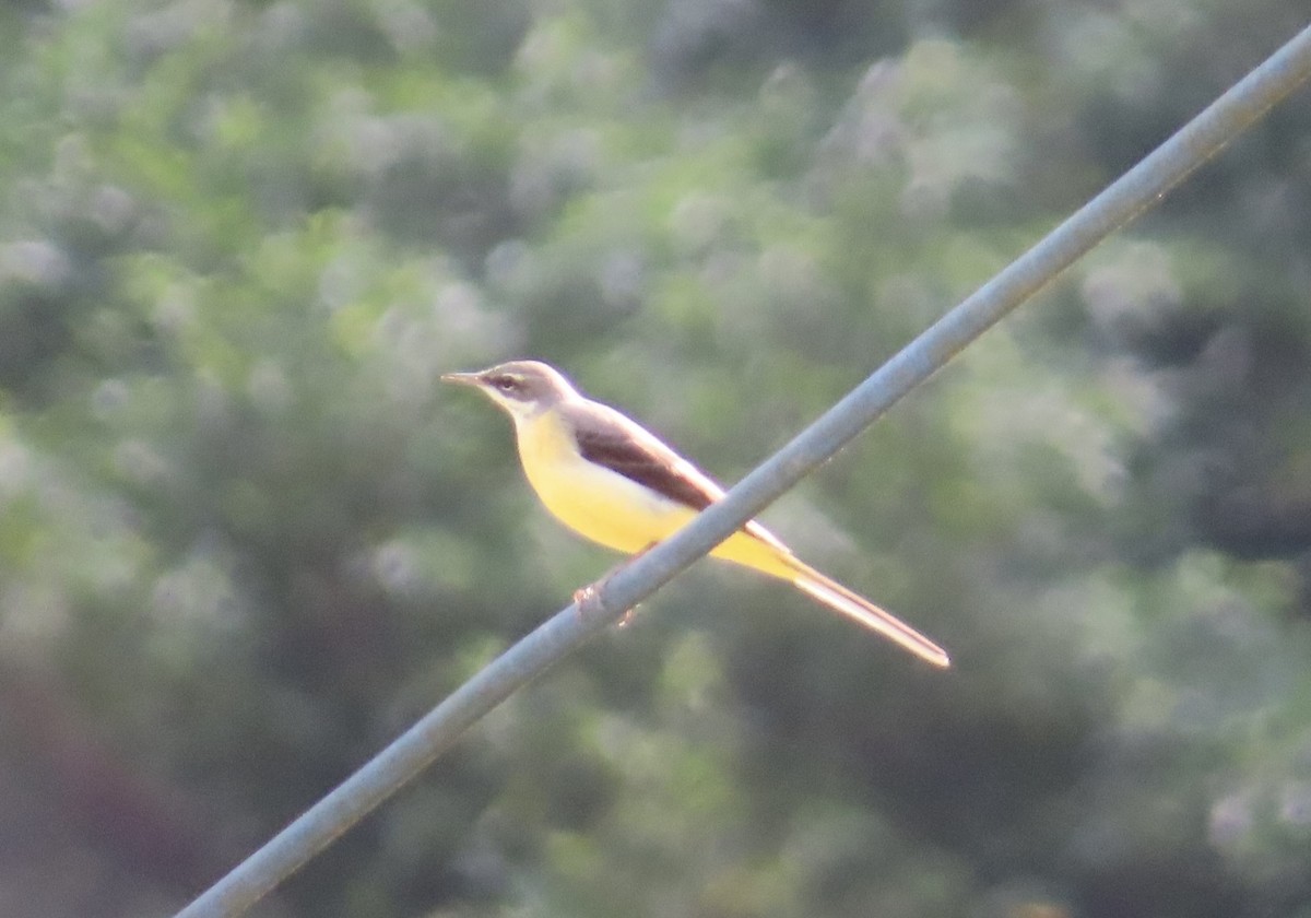 Плиска гірська - ML646510457