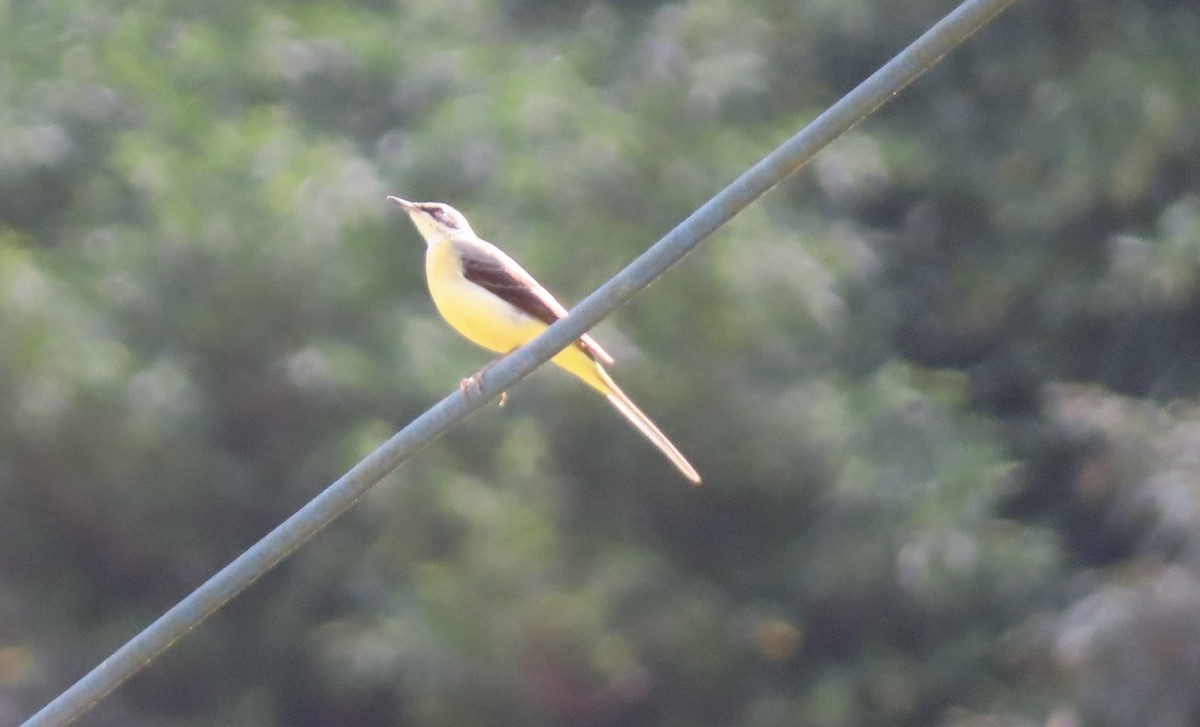 Плиска гірська - ML646510458