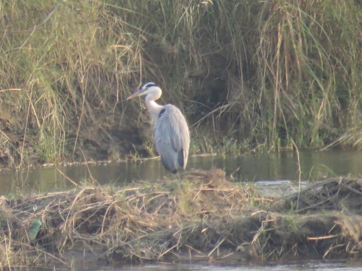 Gray Heron - ML646510459