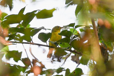 Green-crowned Warbler - ML646510462
