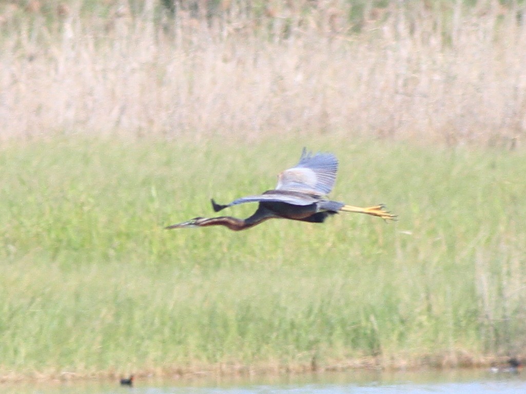 volavka červená - ML646510463