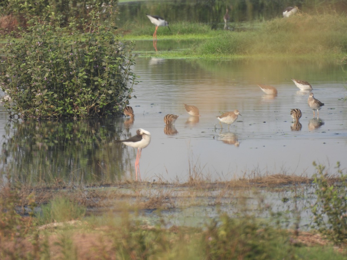 Common Snipe - ML646510470