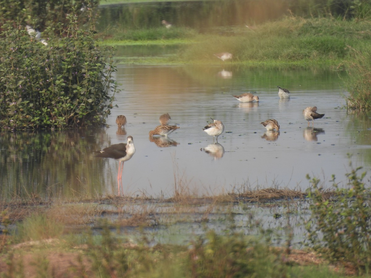 Common Snipe - ML646510472
