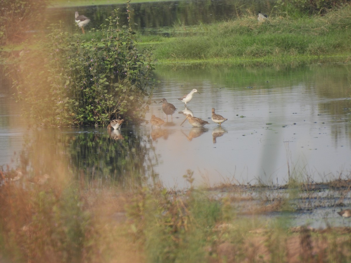 Common Snipe - ML646510473