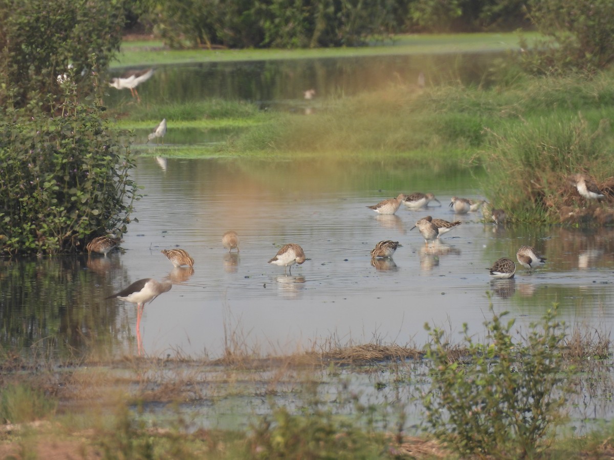Common Snipe - ML646510474