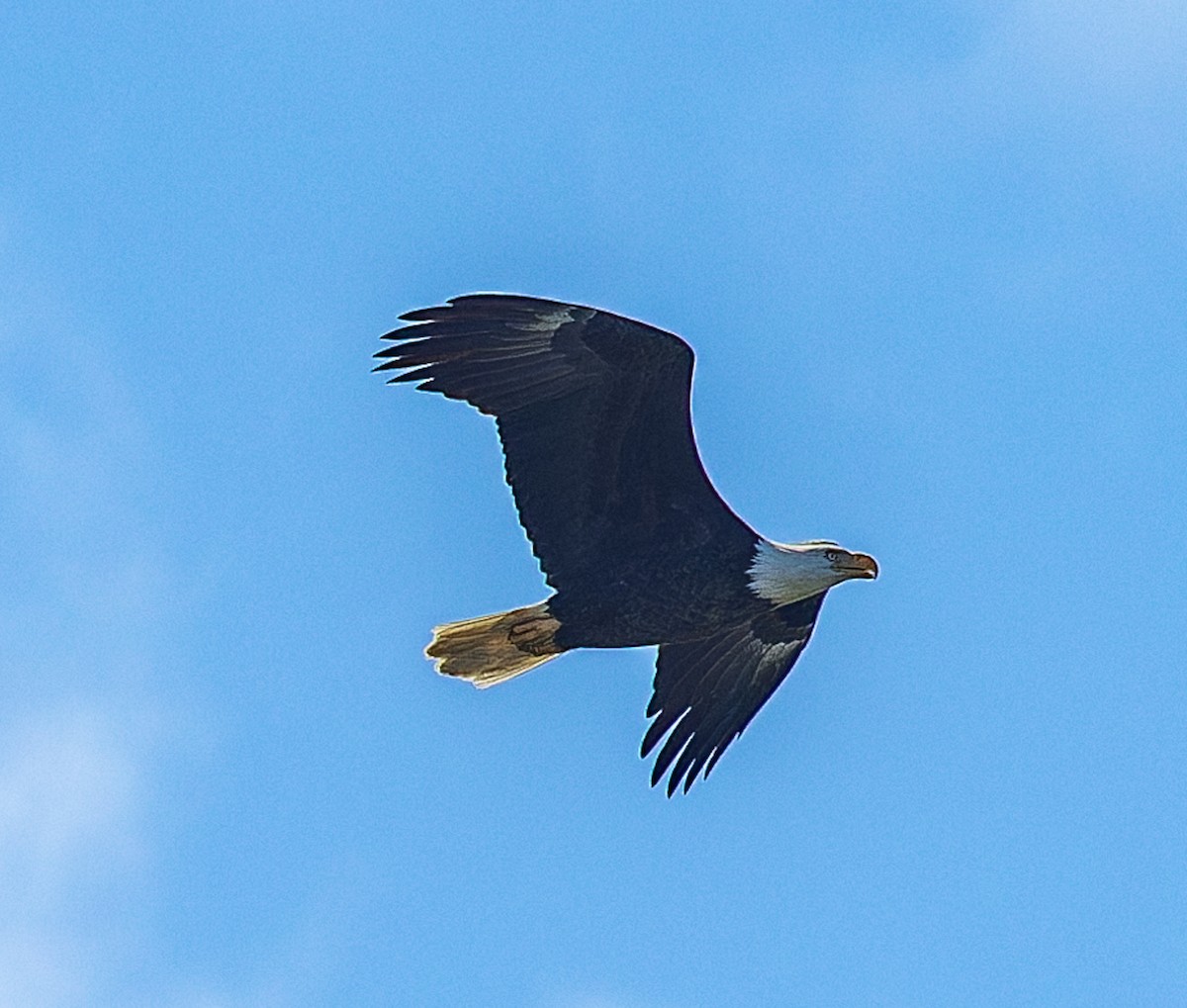 Pygargue à tête blanche - ML646510477