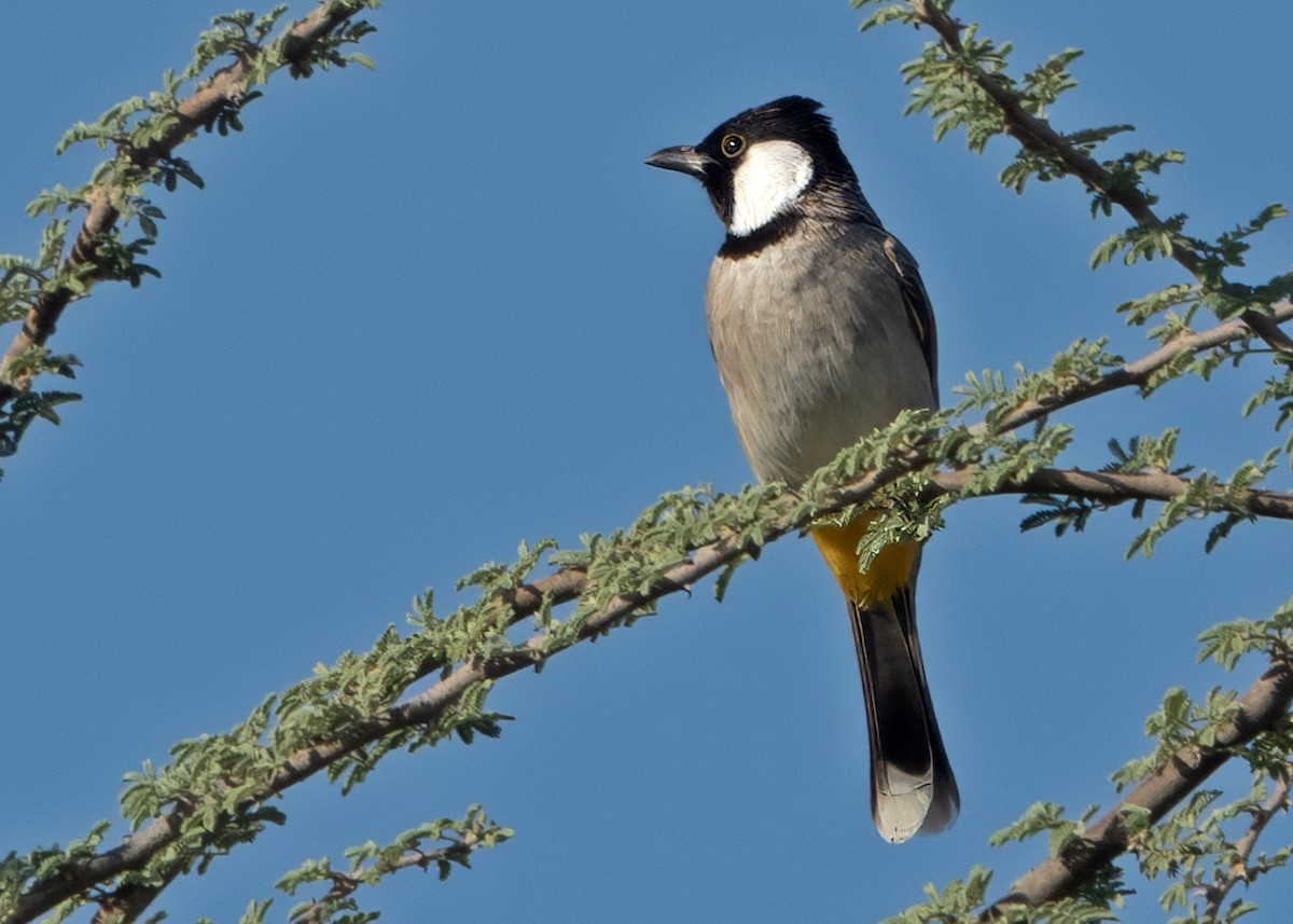 Белоухий бюльбюль - ML646510485