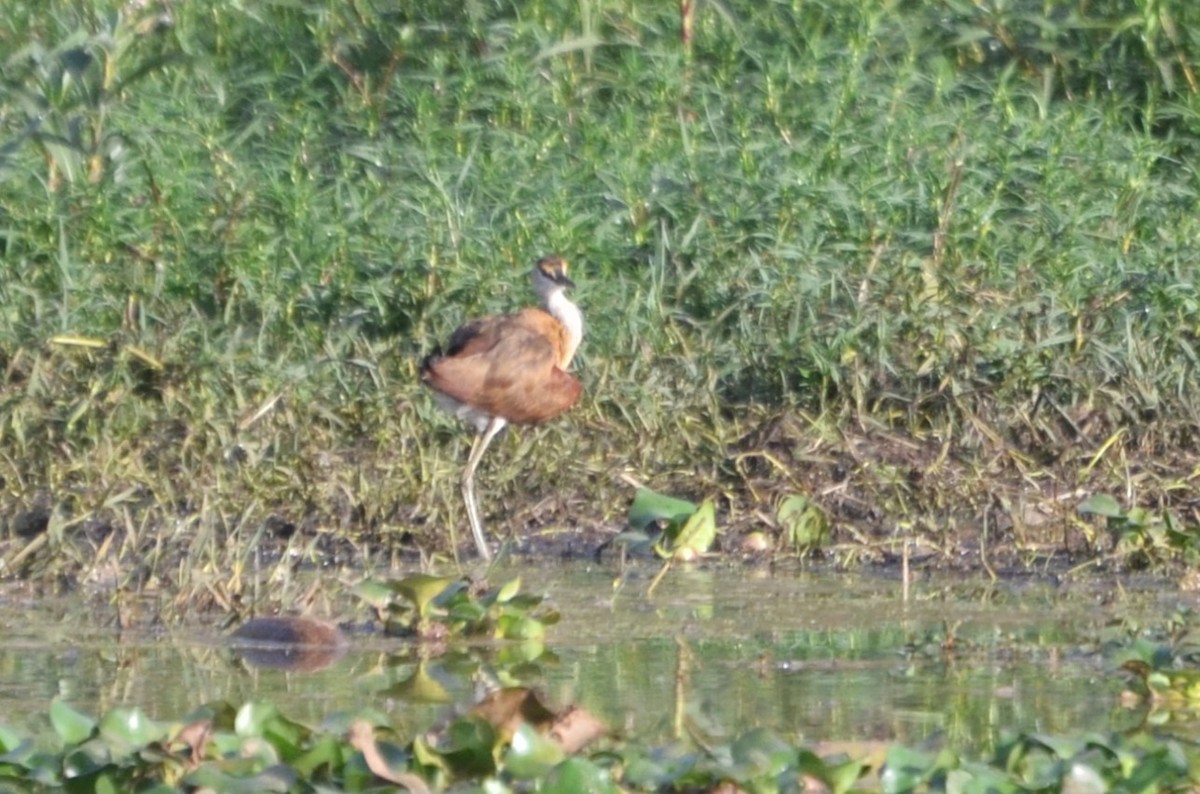 ז'קנה אפריקנית - ML646510489