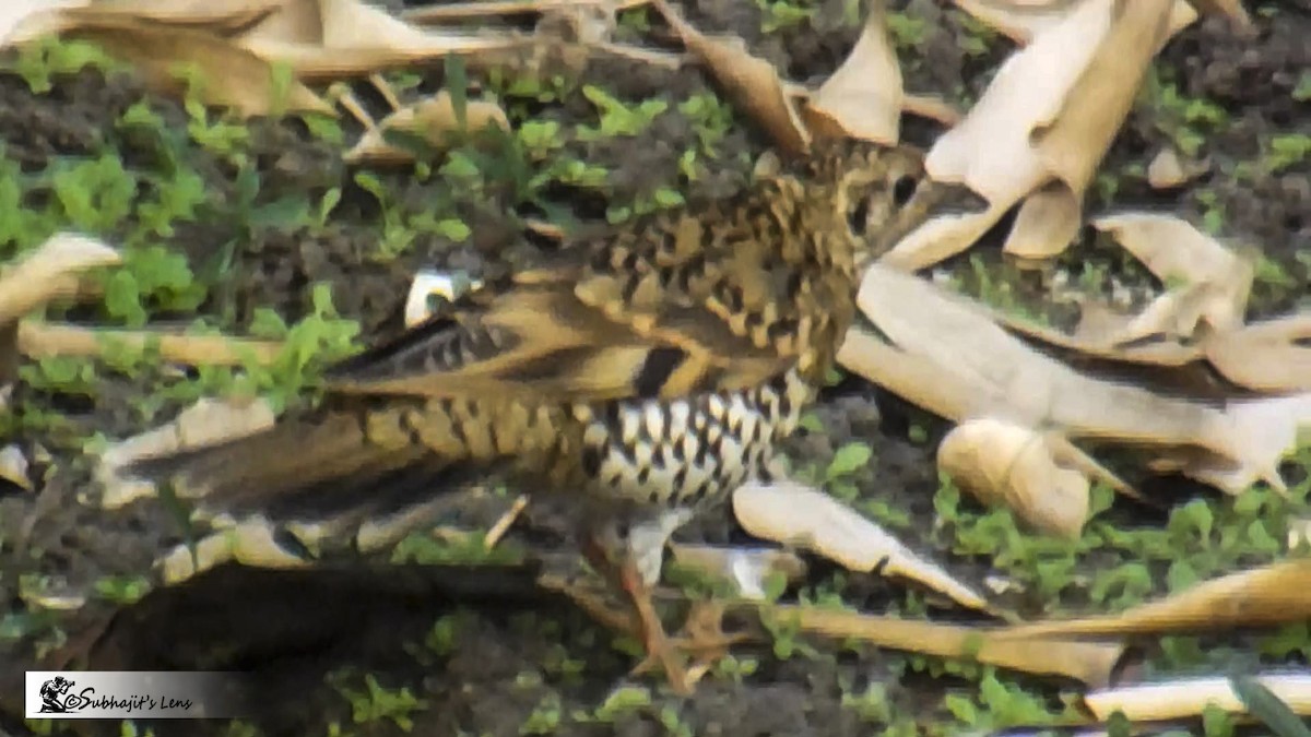 Scaly Thrush - ML646510494