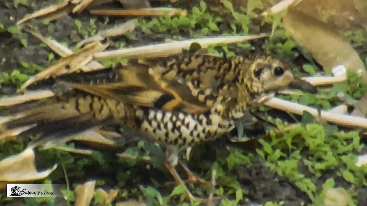 Scaly Thrush - ML646510495