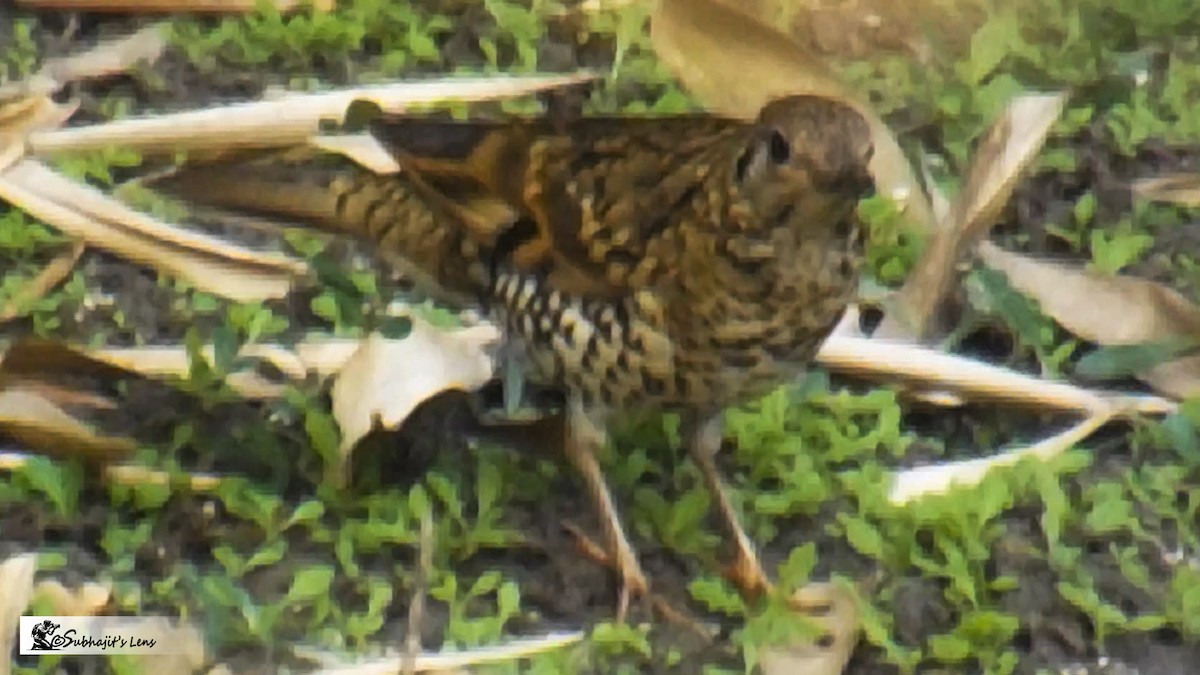 Scaly Thrush - ML646510496