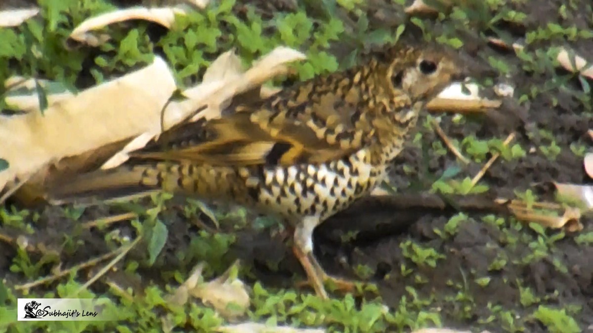Scaly Thrush - ML646510497