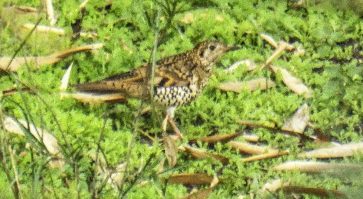 Scaly Thrush - ML646510498