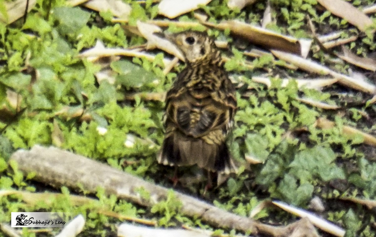 Scaly Thrush - ML646510499