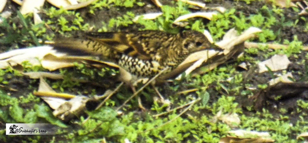 Scaly Thrush - ML646510500