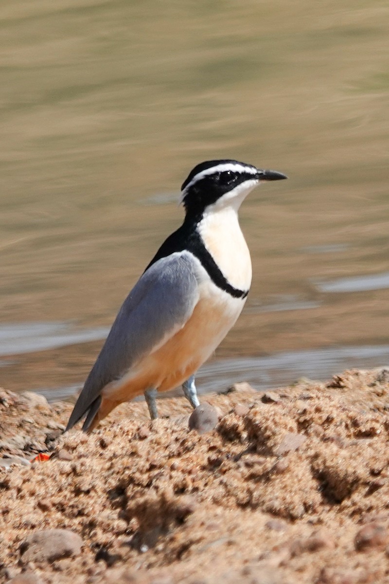 Egyptian Plover - ML646510501