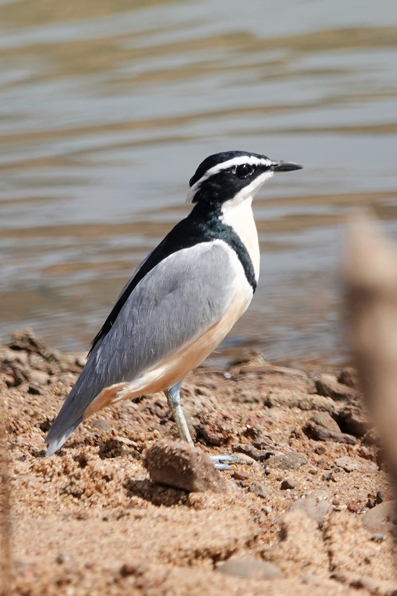 Egyptian Plover - ML646510503