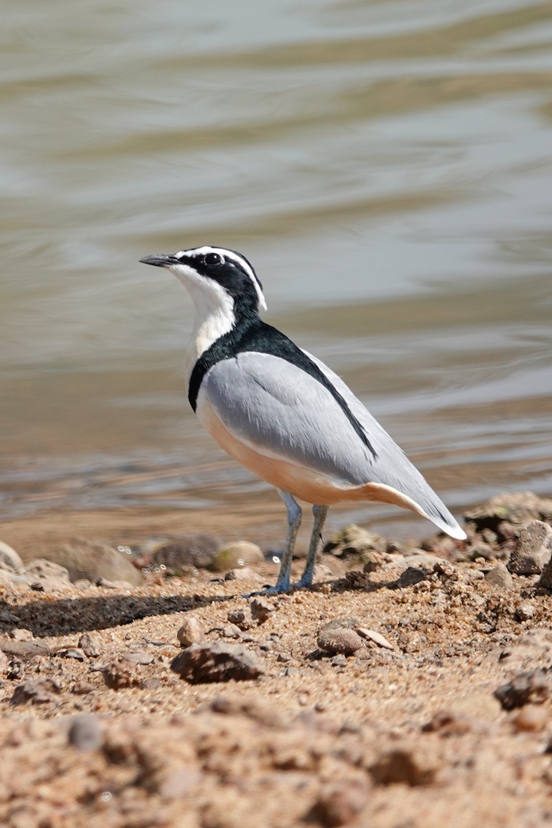 Egyptian Plover - ML646510504