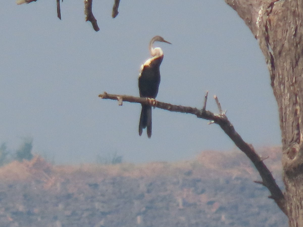 Oriental Darter - ML646510507
