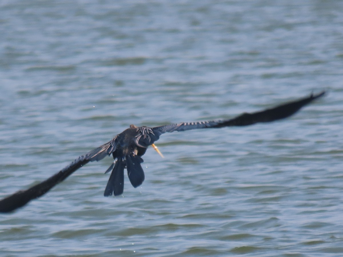 Oriental Darter - ML646510508