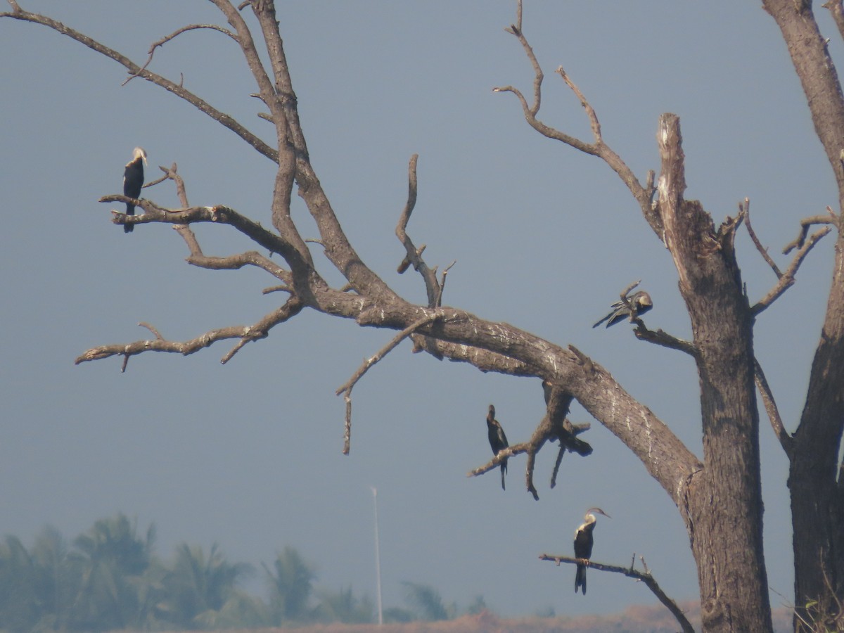 Oriental Darter - ML646510509