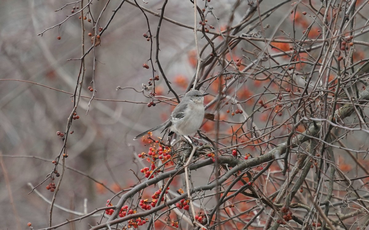 Пересмішник багатоголосий - ML646510511