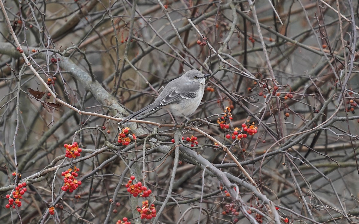 Пересмішник багатоголосий - ML646510512