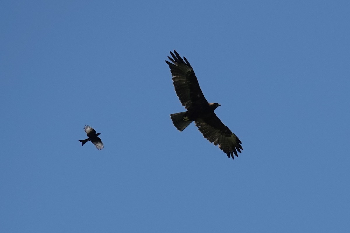 Wahlberg's Eagle - ML646510533