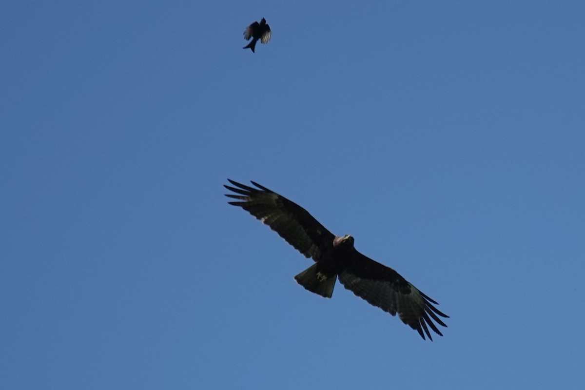 Wahlberg's Eagle - ML646510534