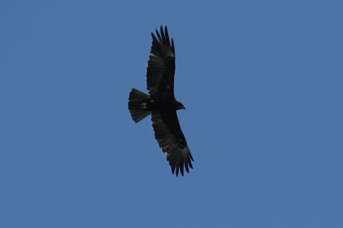Wahlberg's Eagle - ML646510535