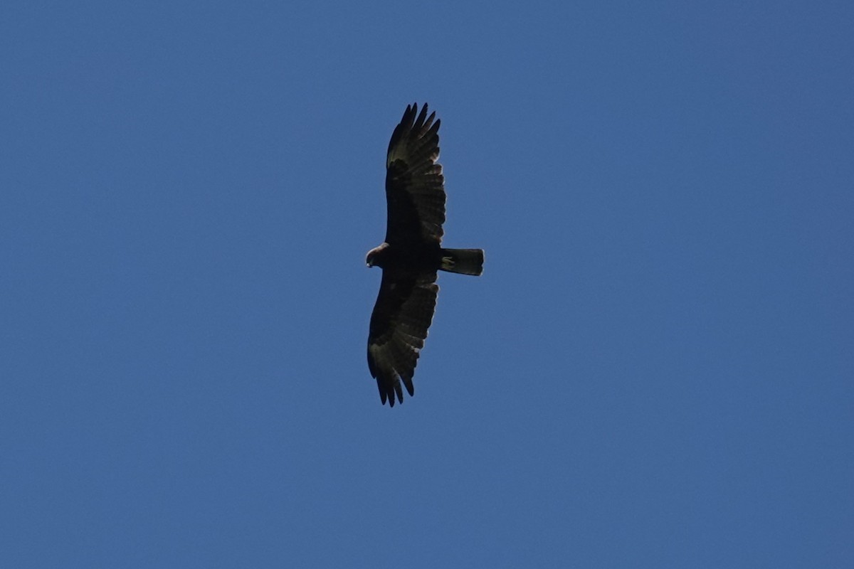 Wahlberg's Eagle - ML646510537