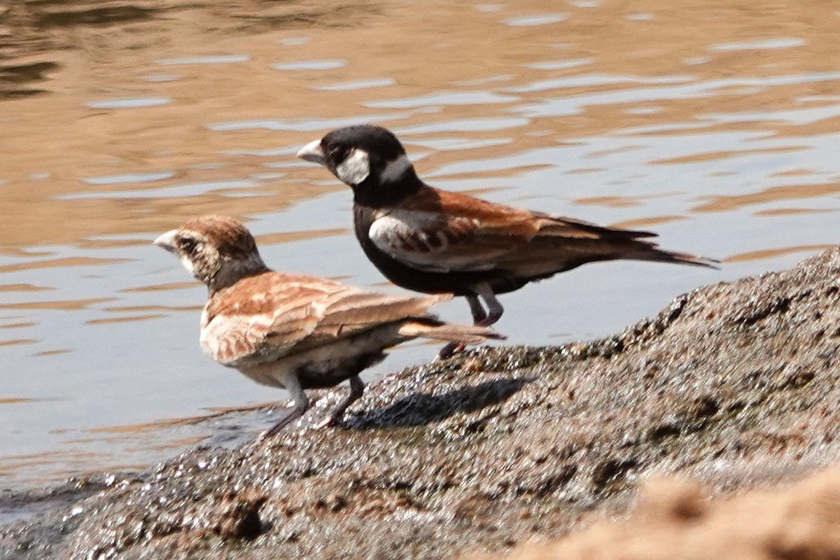 Chestnut-backed Sparrow-Lark - ML646510542
