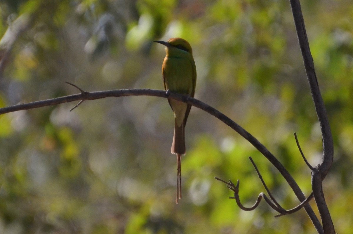 שרקרק צהוב גרון - ML646510543