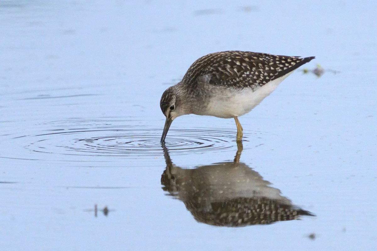 Wood Sandpiper - ML646510544